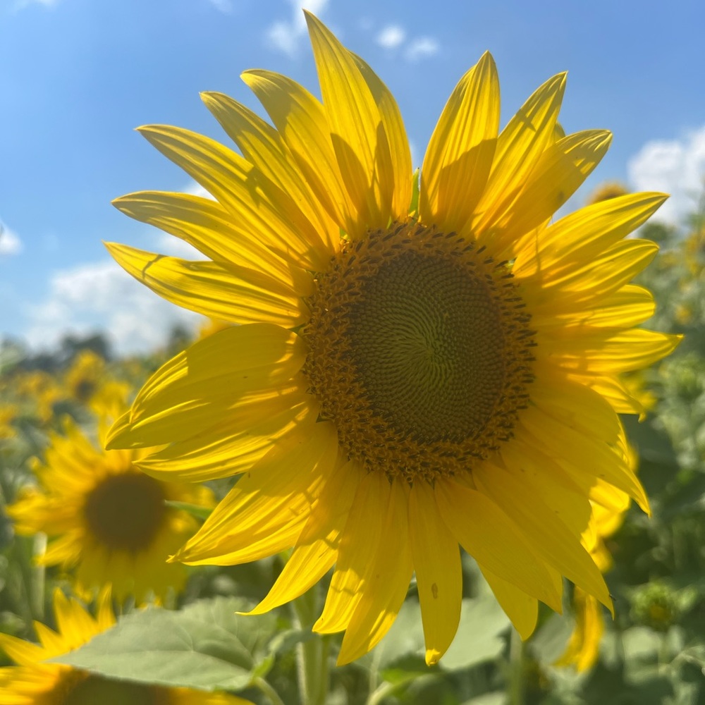🌻$3 Sunflower Sale 3/$10 🌻